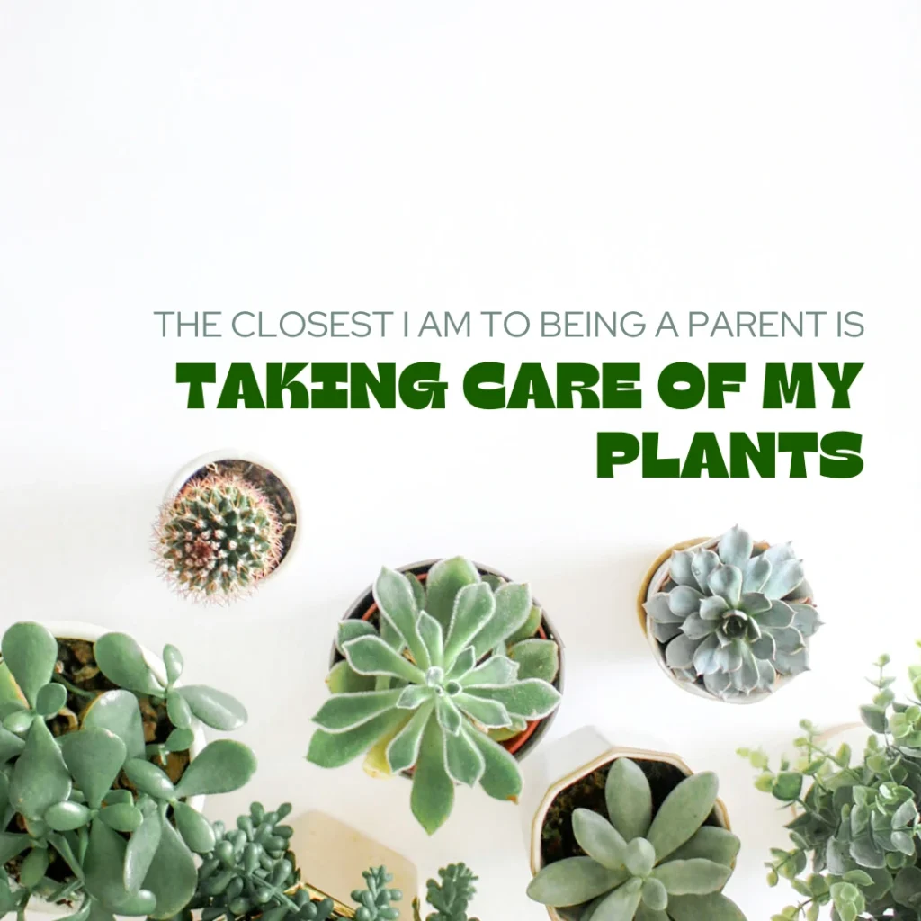 Succulents