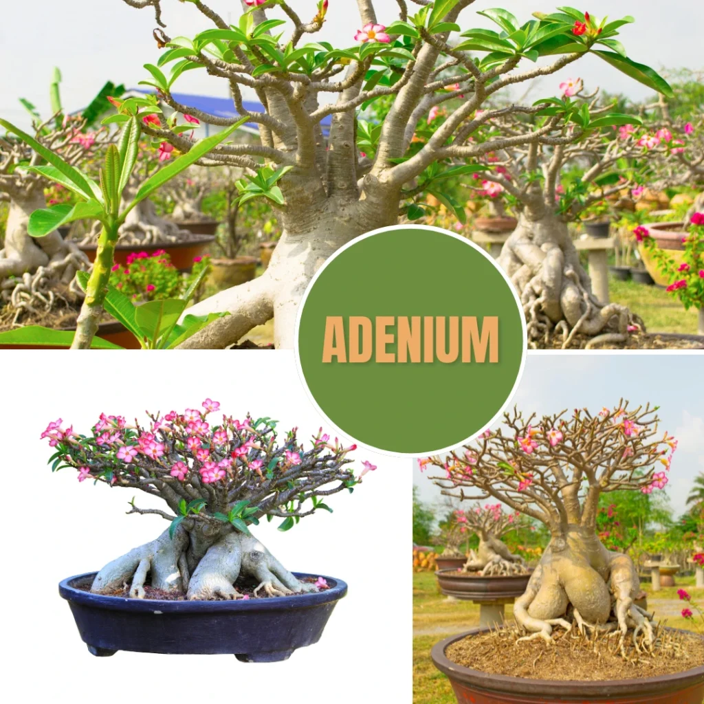 Adenium desert rose