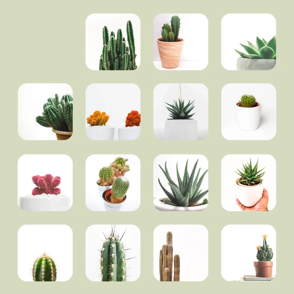 Cactus