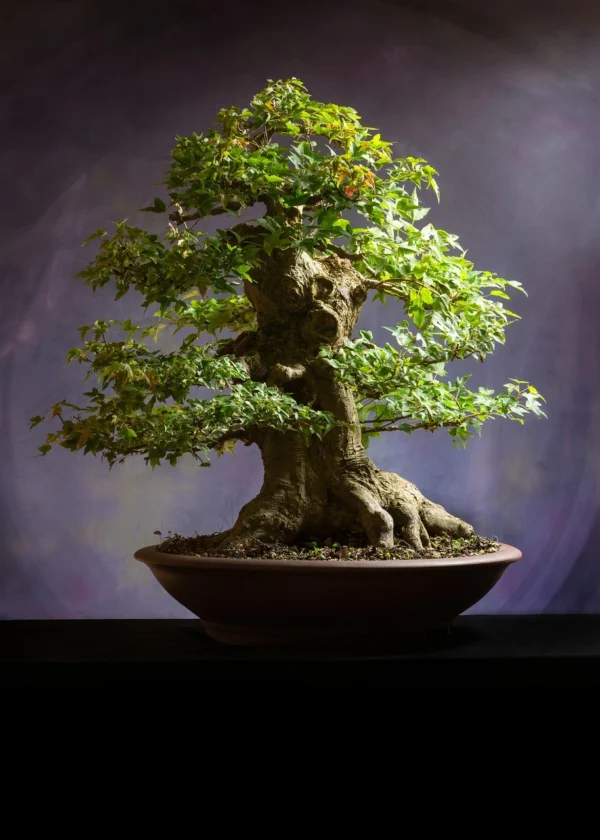Thriving Bonsai in the Philippines: Solve the 10 Most Common Bonsai Problems