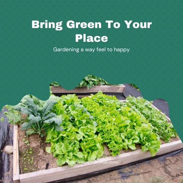 Vegetable gardening raised beds
